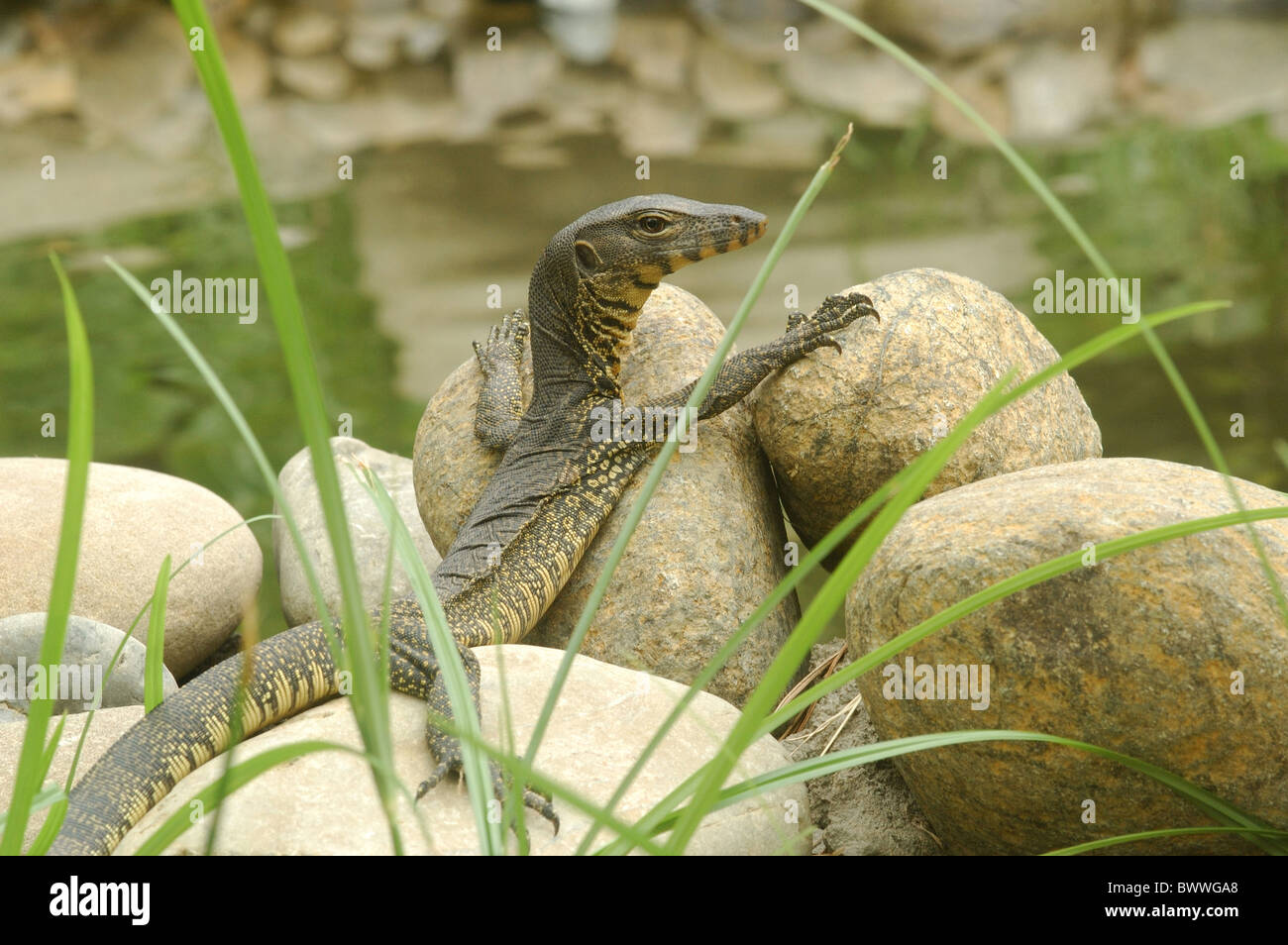 Water Monitor Rfa Asian water monitor lizard sunning hi-res stock photography and images ...