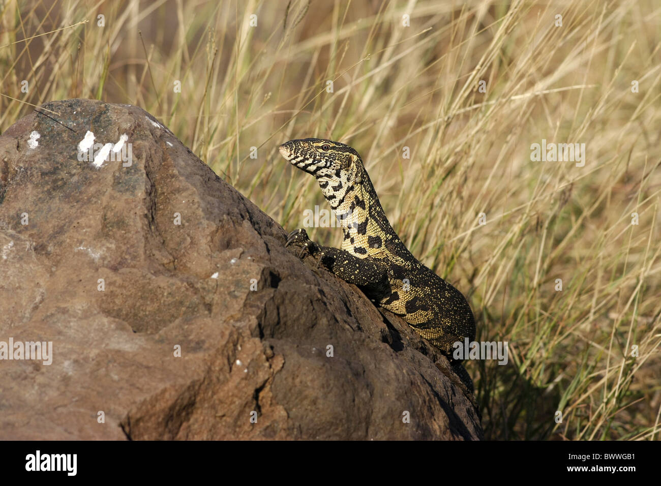 Nile Monitor Varanus niloticus adult resting rock Stock Photo