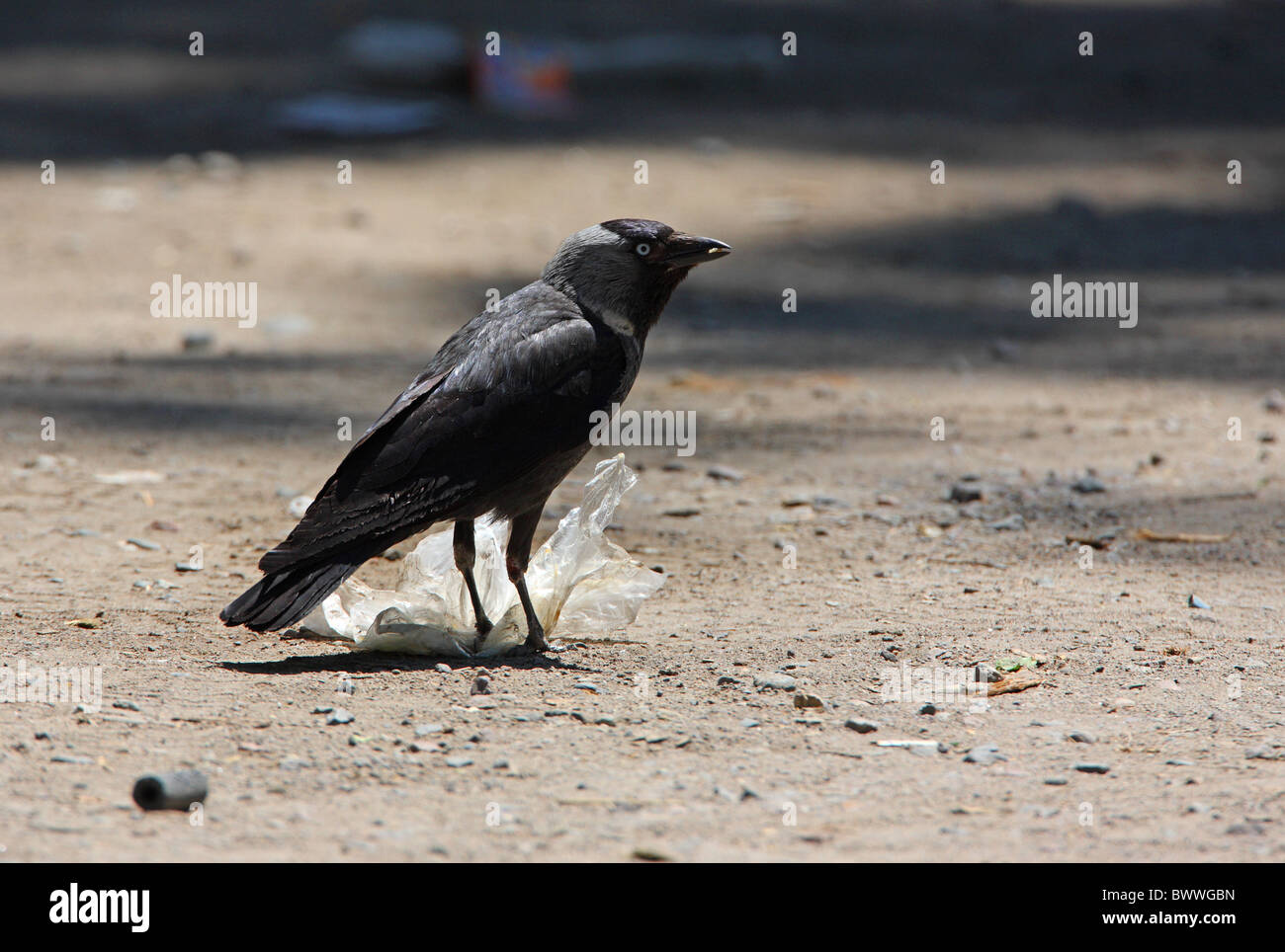 Jackdaw (Corvus monedula soemmerringii) adult, feeding on plastic bag in road, Almaty Province, Kazakhstan, june Stock Photo