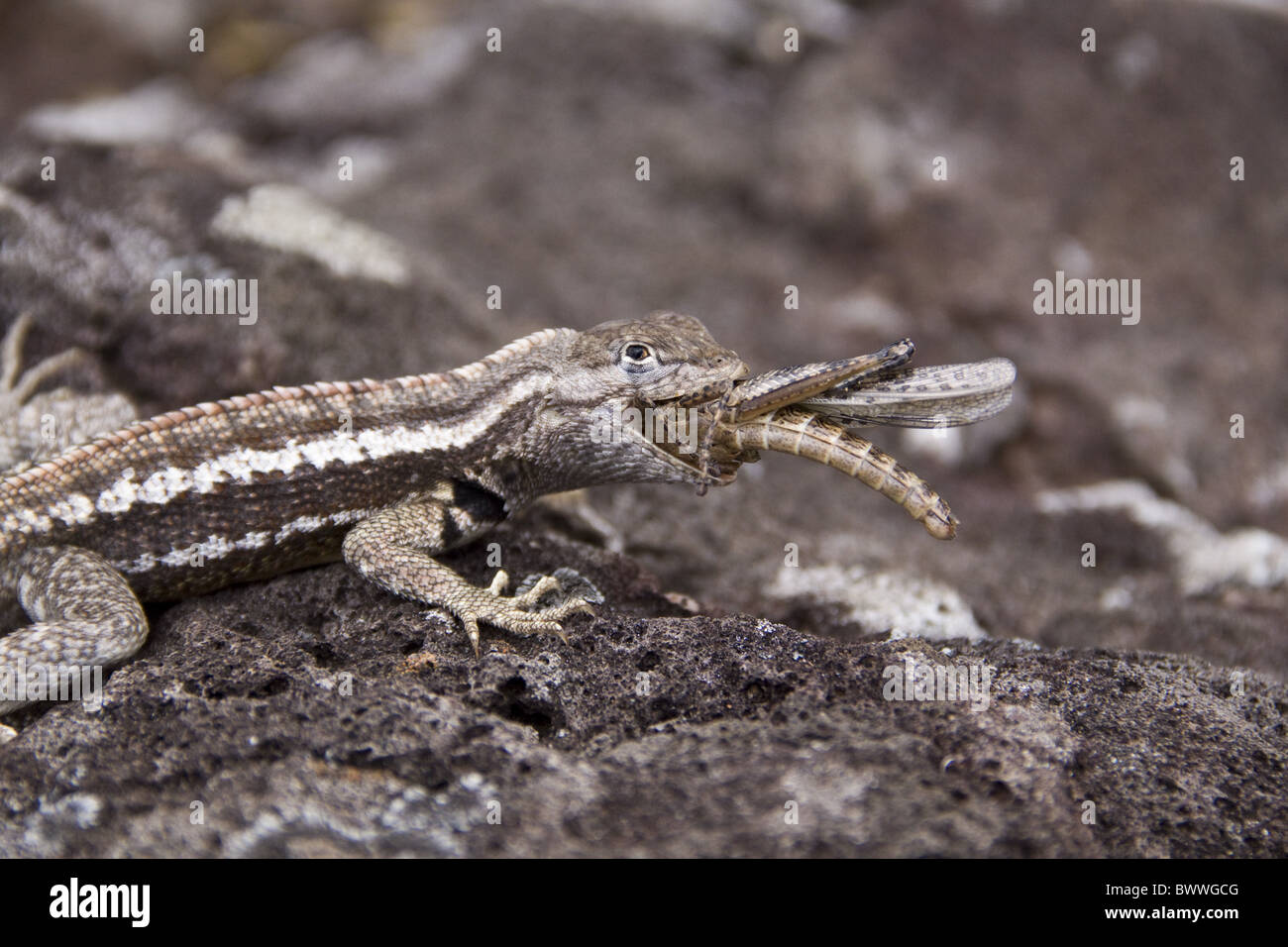 Galapagos lava Lizard eating small Painted Locust Stock Photo Alamy