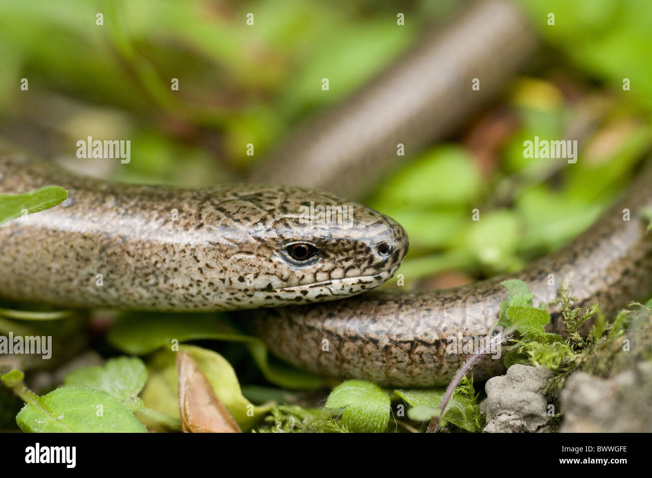 European Legless Lizards High Resolution Stock Photography and Images Alamy