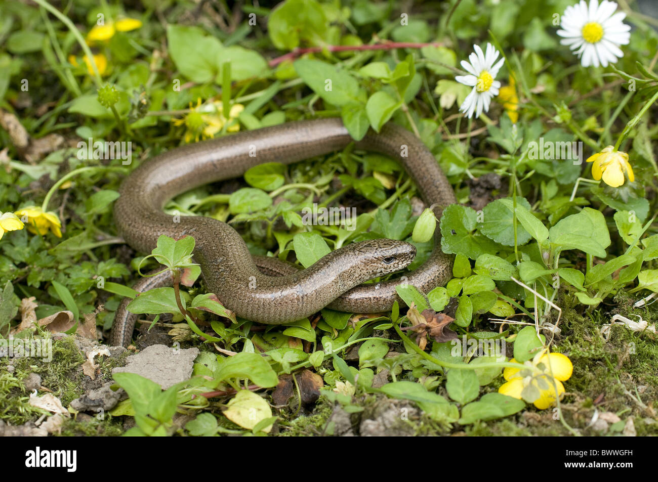 European legless lizards hires stock photography and images Alamy