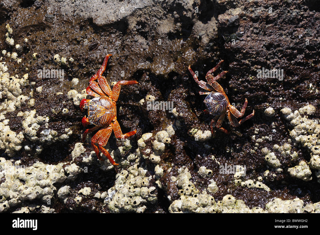 Sally lightfoot Crabs these crabs loose there Stock Photo