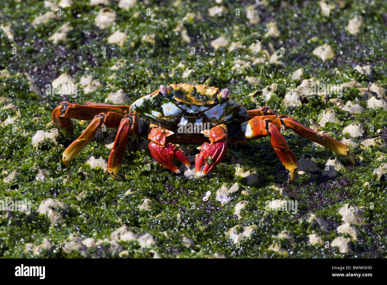 Sally lightfoot Crab eating seaweed Stock Photo Alamy