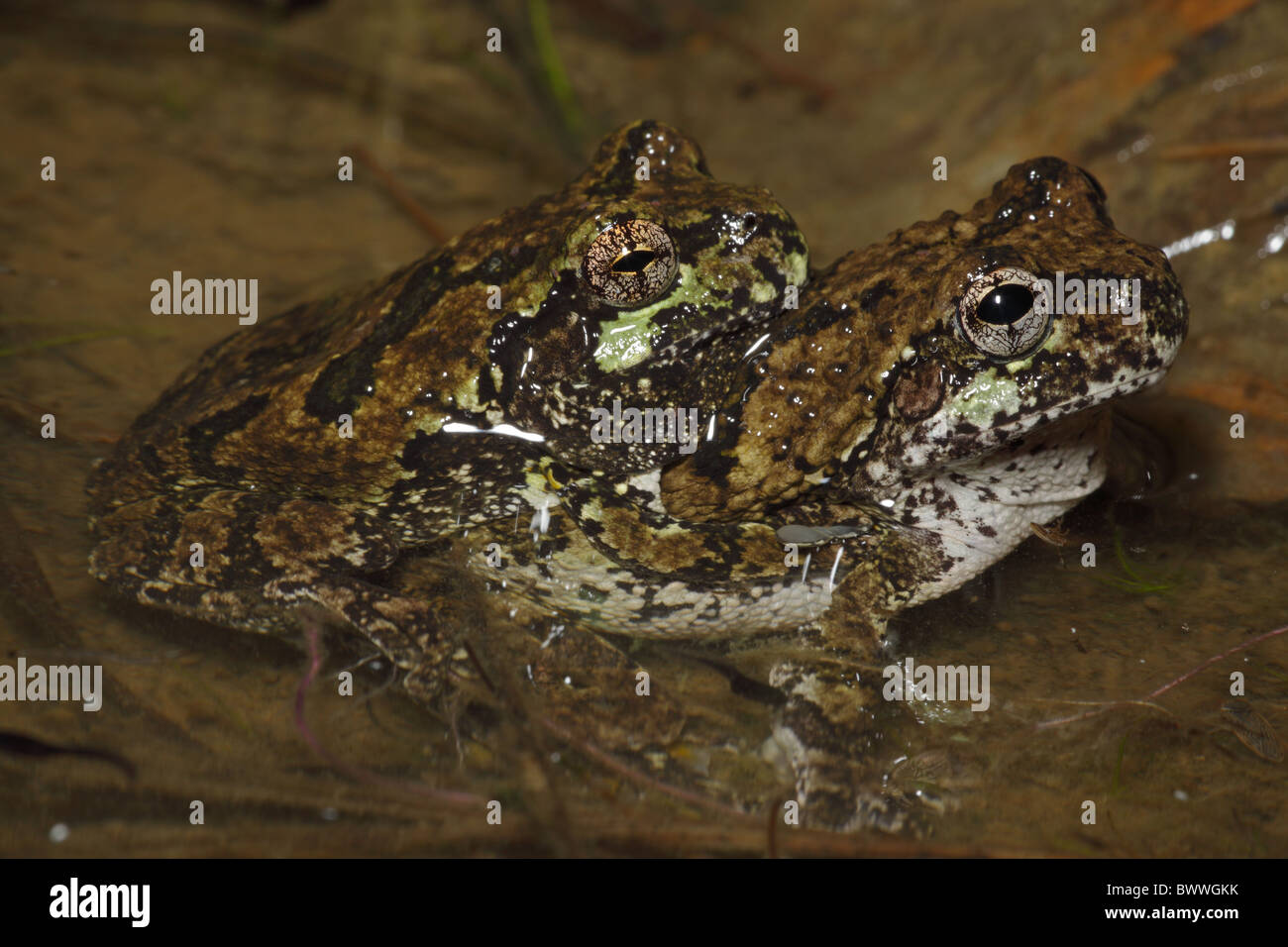 Gray Tree Frogs (Hyla versicolor) - Pair in amplexus - New York - USA Stock Photo - Alamy