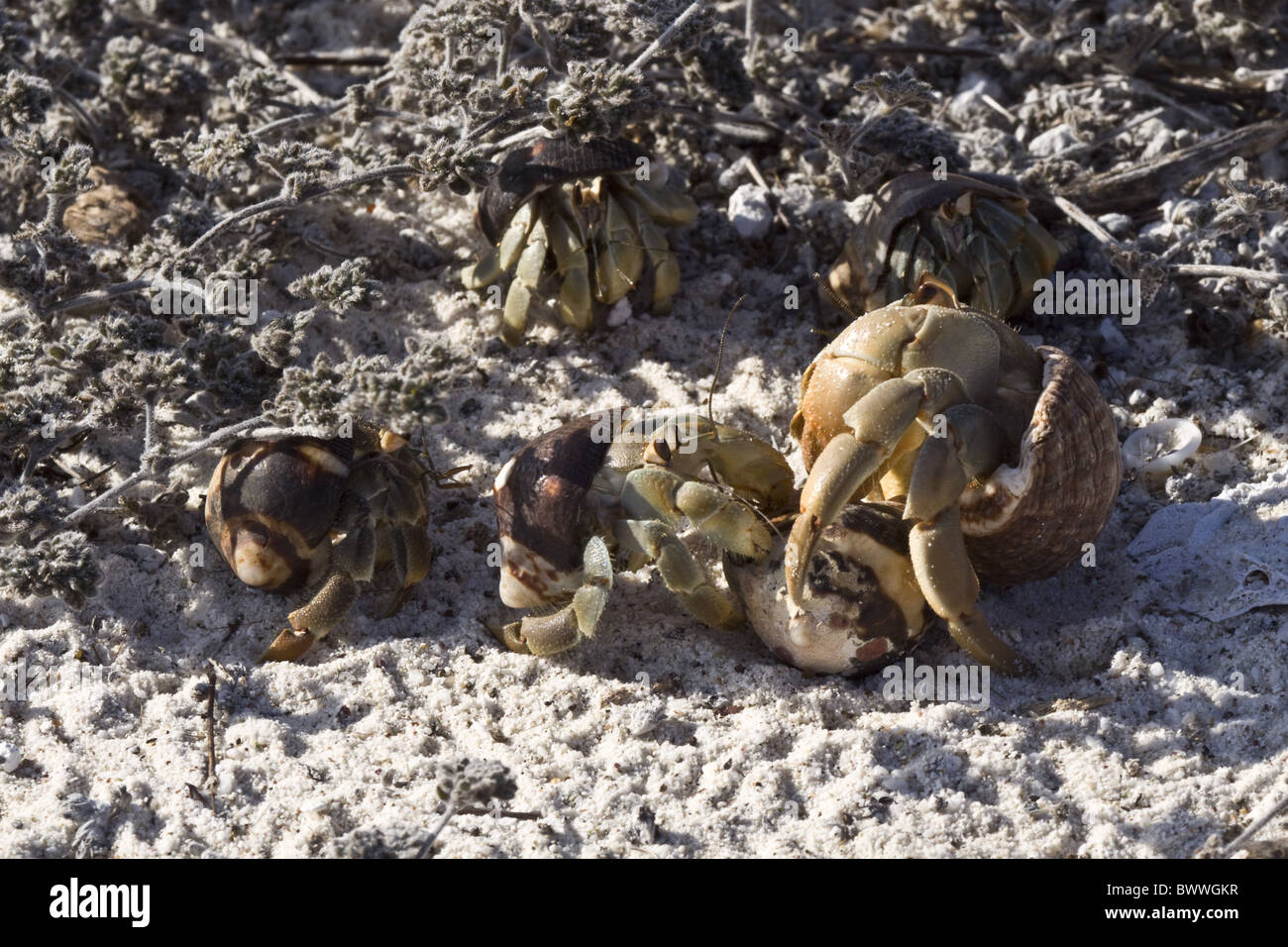 Semi Terrestrial Hermit Crab High Resolution Stock Photography and ...