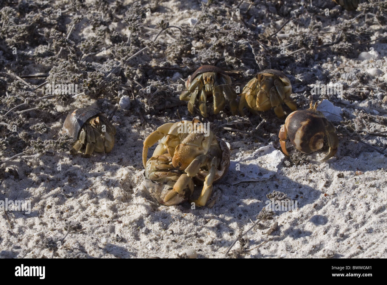 Semi Terrestrial Hermit Crab High Resolution Stock Photography and ...