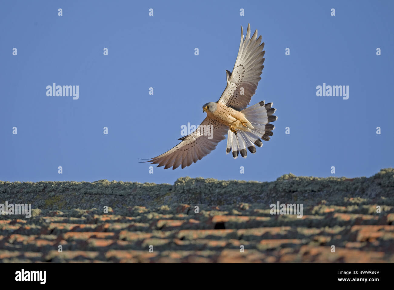 Lesser Kestrel (Falco naumanni) adult male, in flight, carrying insect prey in talons, Spain Stock Photo