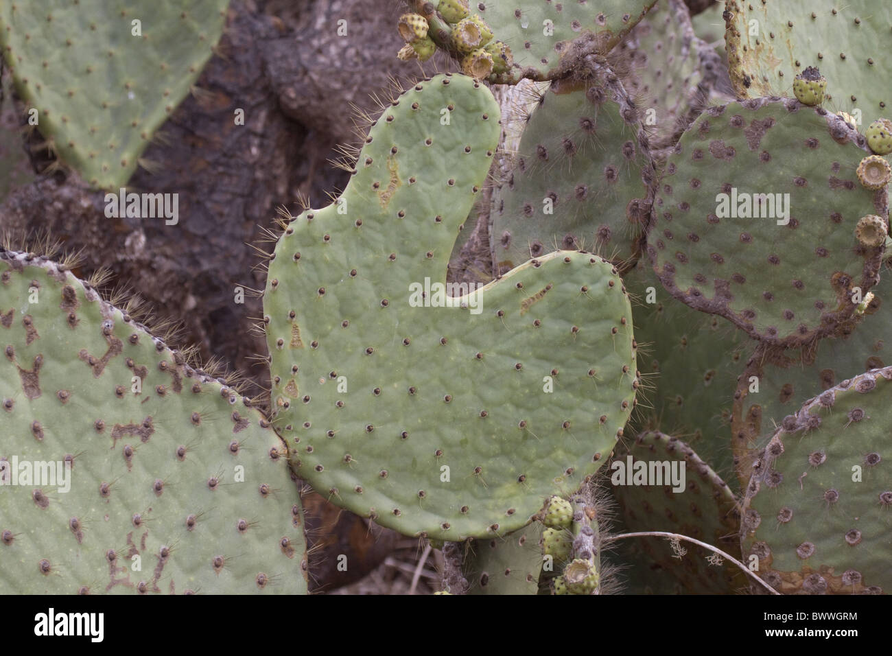 opuntia galapageia var profusa found Rabida Stock Photo