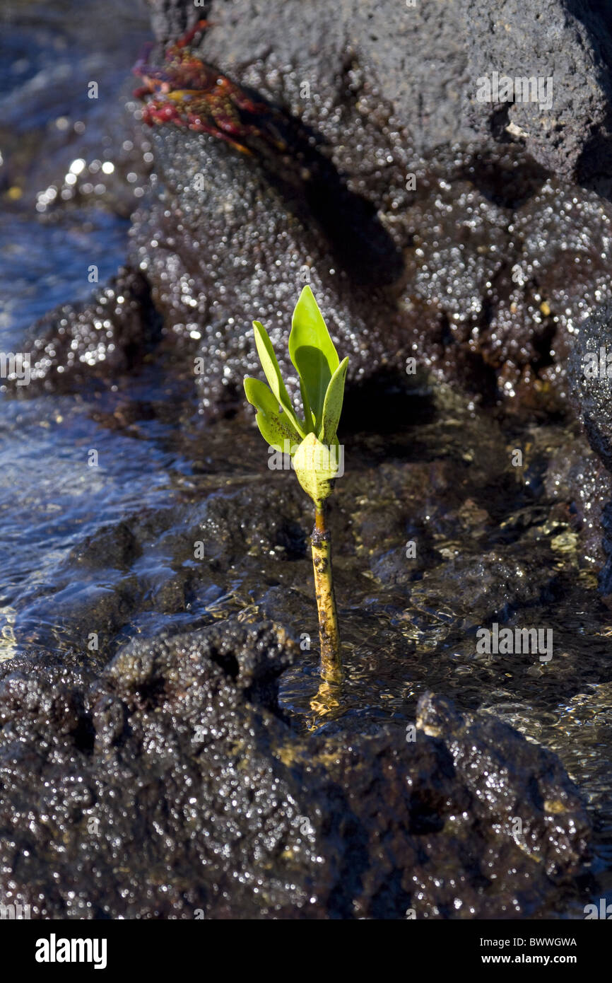 Mangrella Red mangrove rhizophora mangle seedling hi-res stock photography and ...