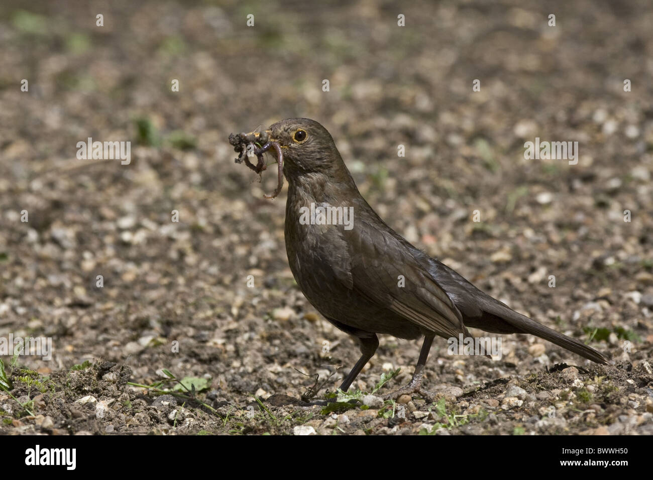 Female Blackbird collecting worms Stock Photo - Alamy
