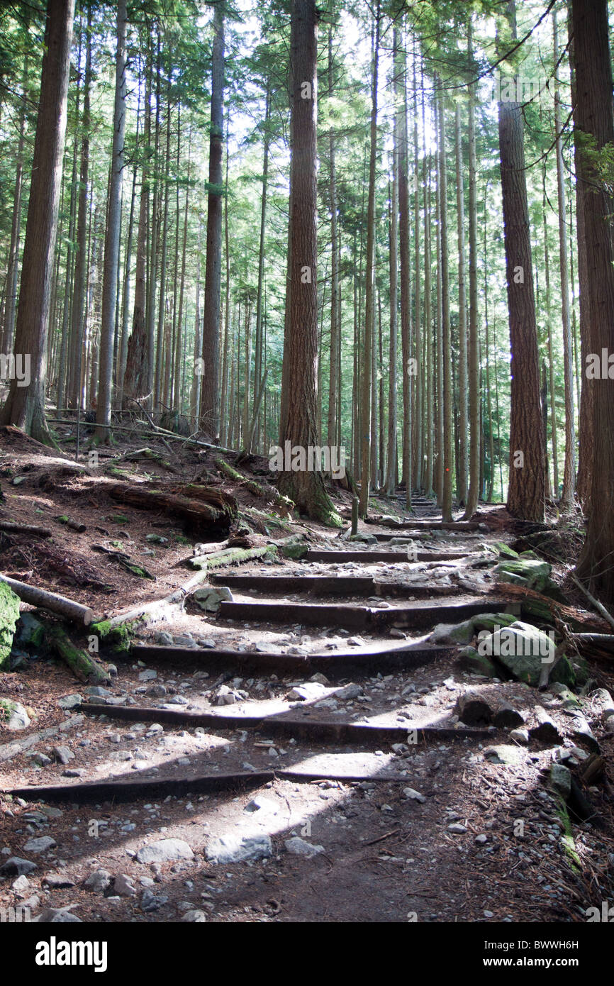 Mountain trail through the forest Stock Photo