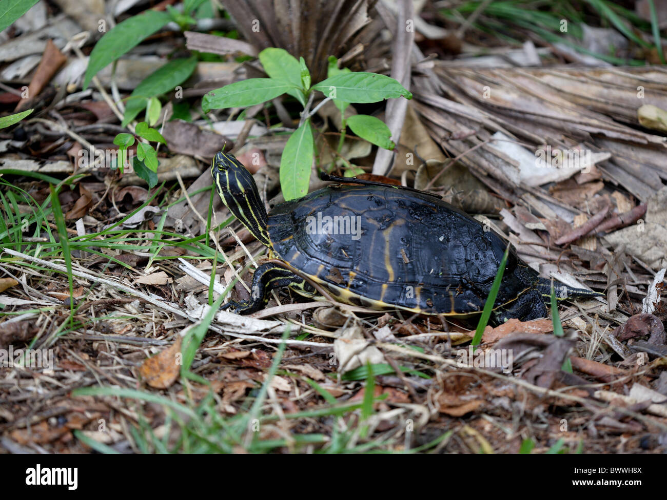 Peninsula Cooter (pseudemys Floridana Peninsularis) Adult, On Forest 