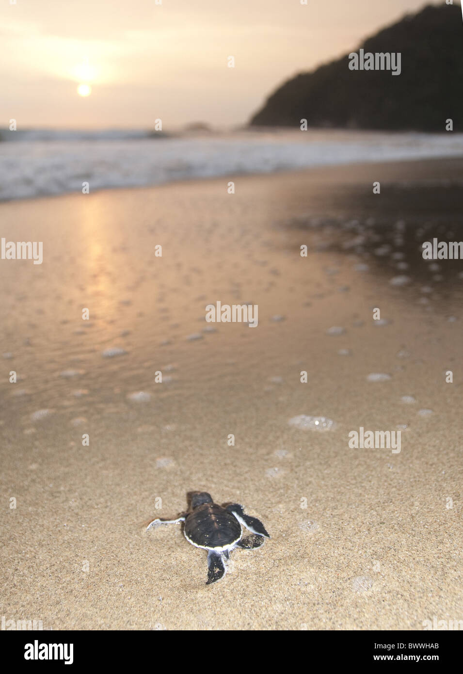 SSurf Beach Baby Green Turtle Sand Chelonia mydas Sukamade Java ...