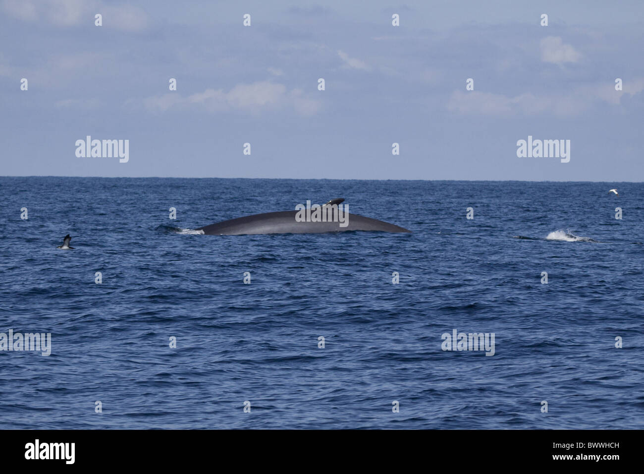 Fin Whale off coast Wales with few Manx Stock Photo