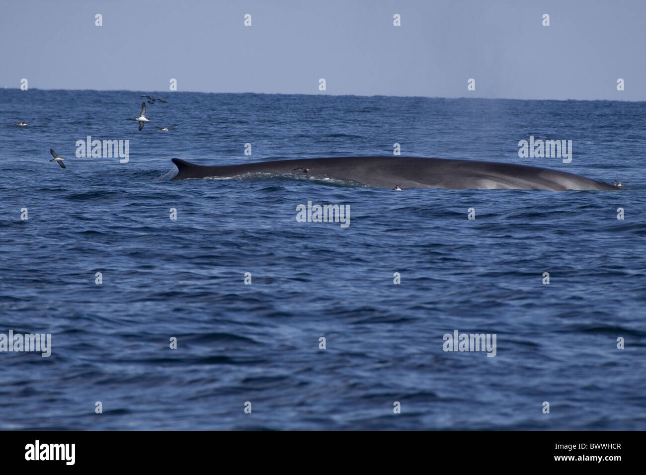 Fin Whale with Manx Shearwaters off coast Wales Stock Photo