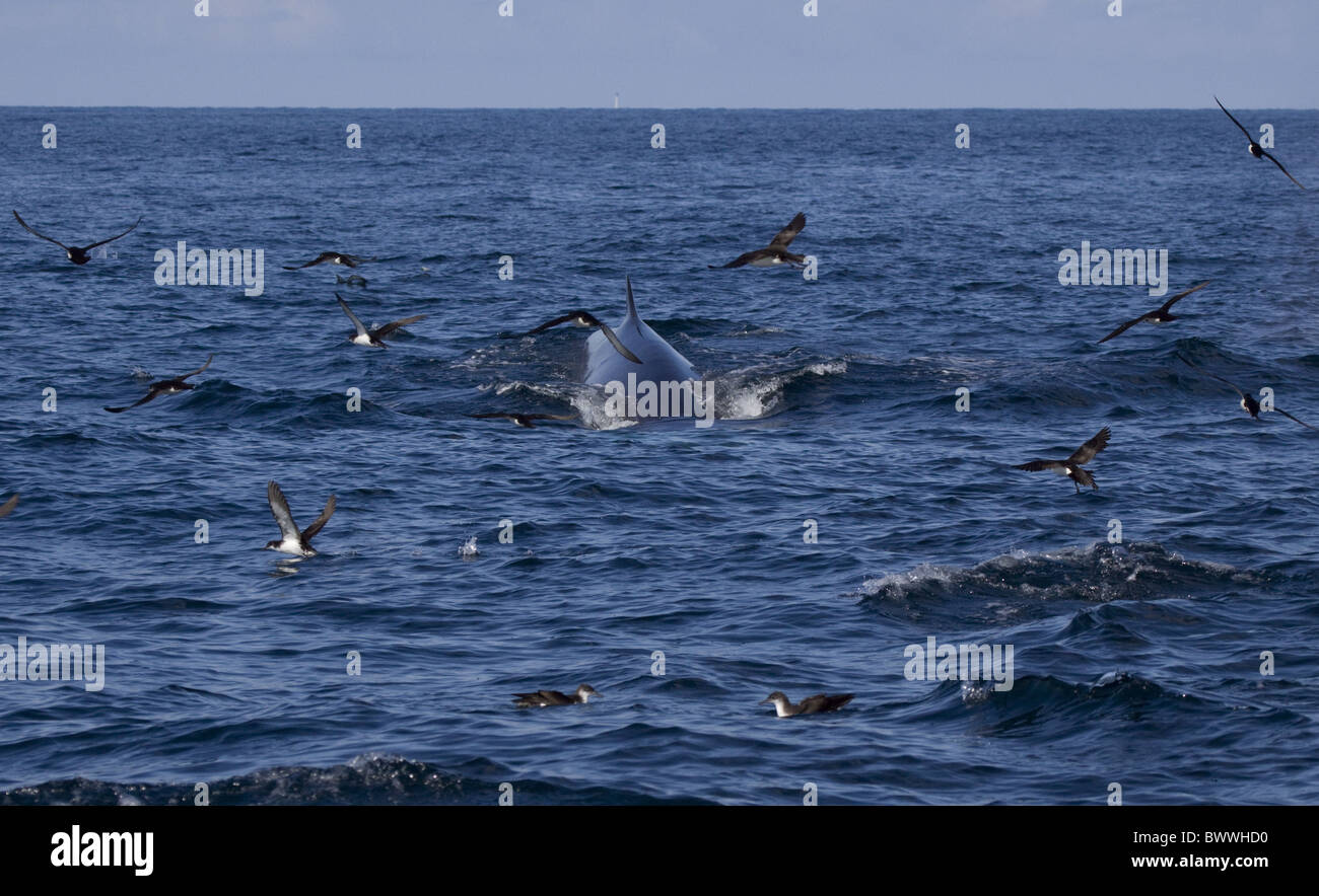 Flock Manx Shearwaters around Fin Whale off coast Stock Photo
