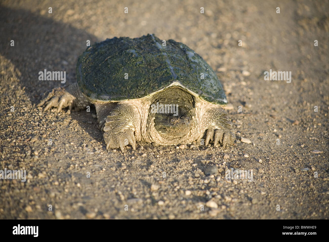 American snapping turtle hires stock photography and images Alamy