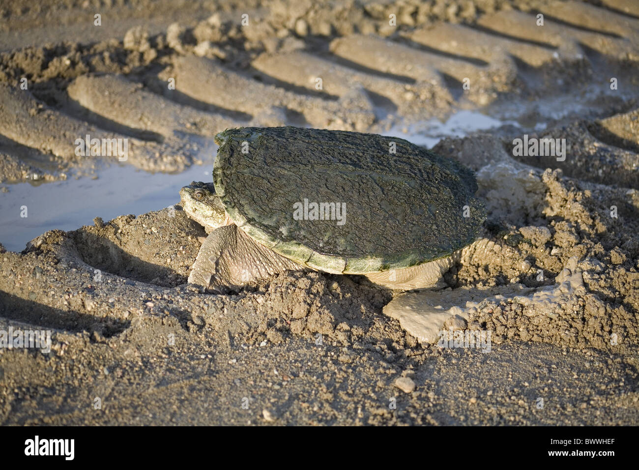 Common Snapping Turtle (Chelydra serpentina) adult female, laying eggs in nest on gravel farm track, North Dakota, U.S.A., Stock Photo