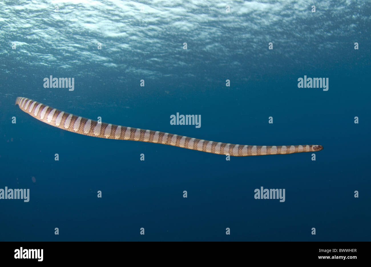 Banded Snake Laticauda colubrina Underwater Marine Sea Diving Banda