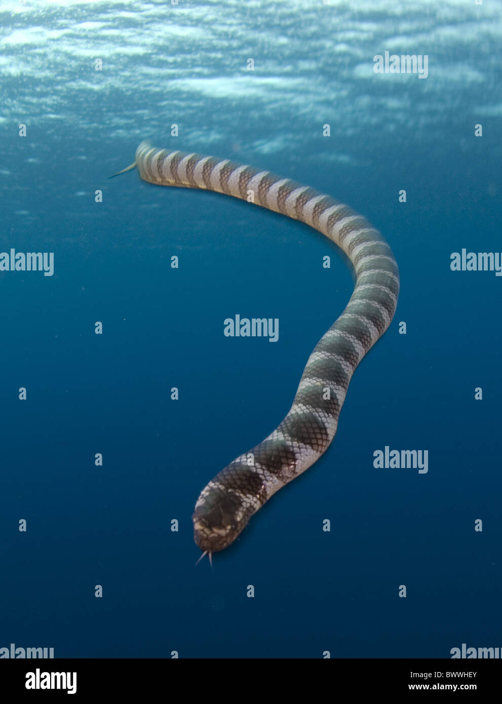 Banded Snake Laticauda colubrina Underwater Marine Sea Diving Banda ...