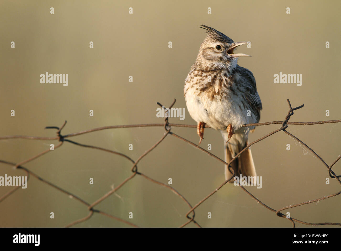 Wire Lark Crested Lark (Galerida cristata) adult, singing, perched on rusty wire ...