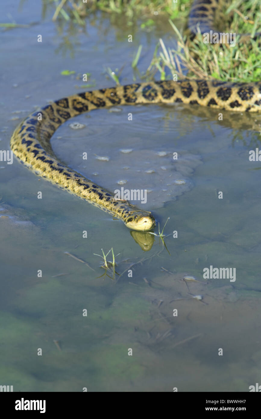 Yellow anacondas hires stock photography and images Alamy