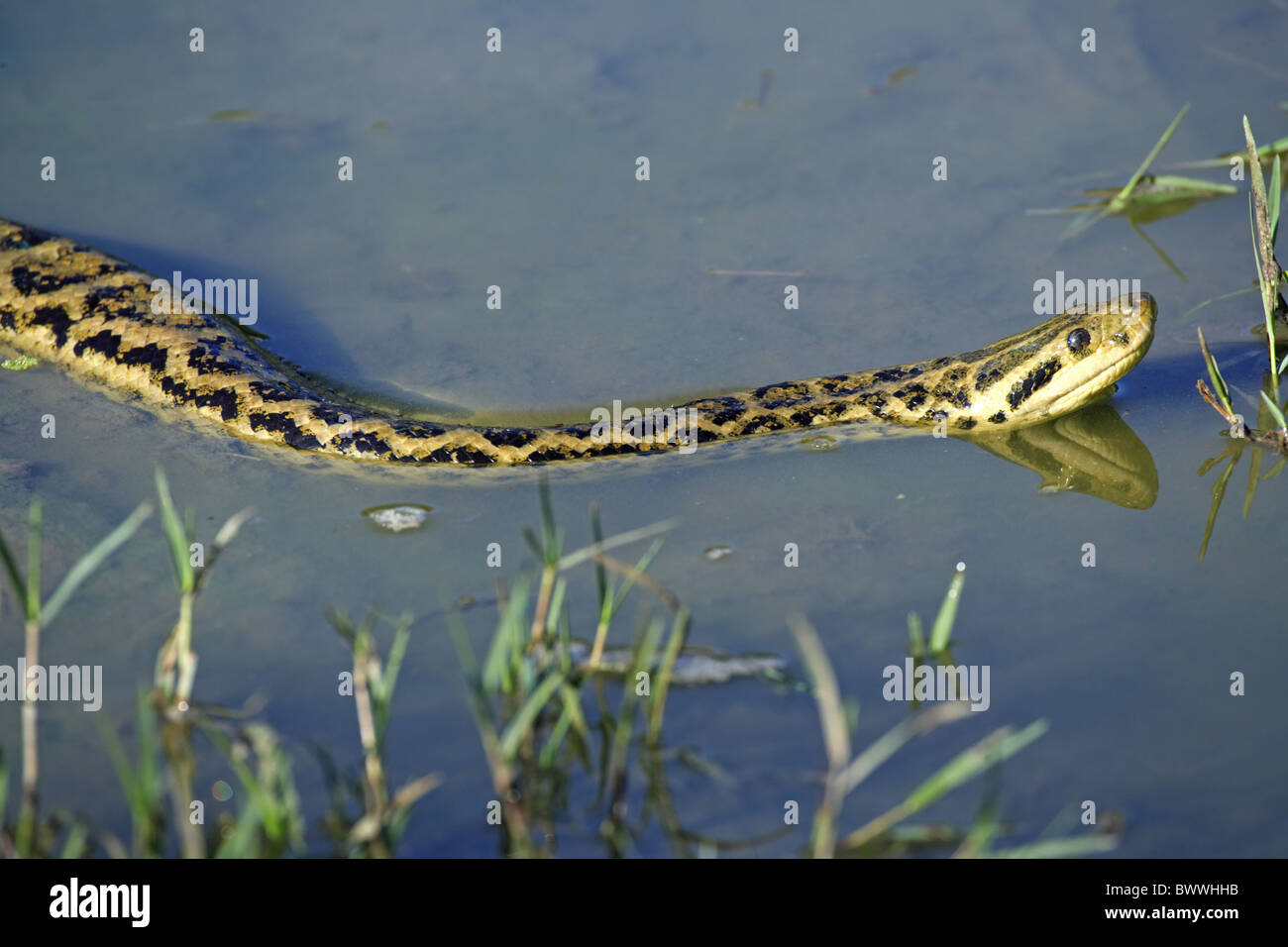 Yellow anaconda eunectes notaeus swimming hires stock photography and
