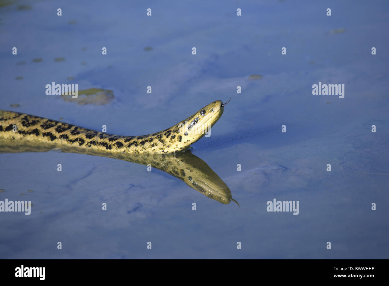 Yellow Anacondas High Resolution Stock Photography and Images Alamy