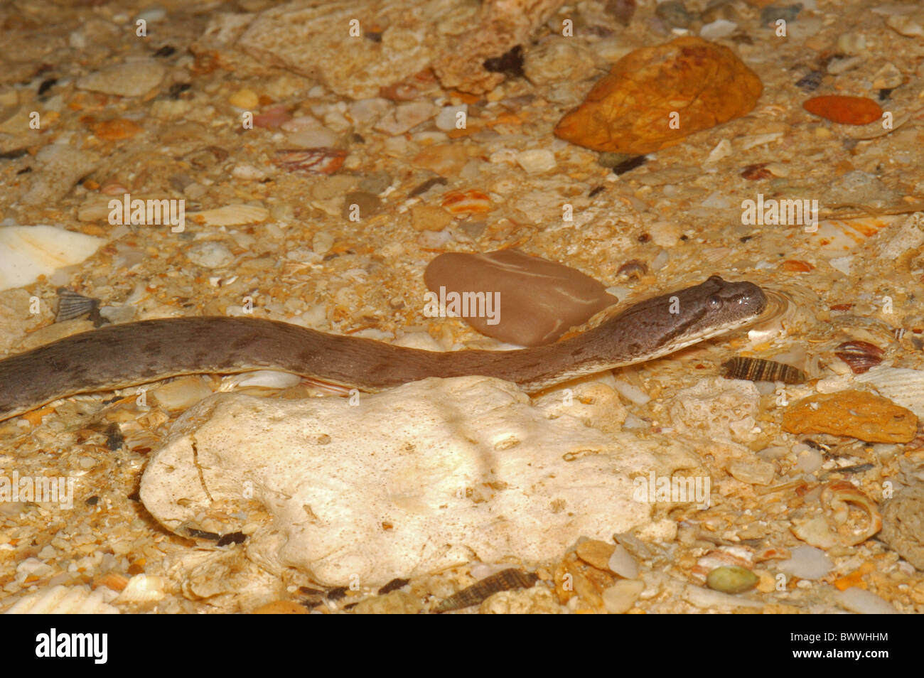 snake snakes reptile reptiles predator predators animal animals nocturnal aquatic asia asian australasia australasian wildlife Stock Photo - Alamy snake snakes reptile reptiles predator predators animal animals nocturnal aquatic asia asian australasia australasian wildlife Stock Photo - Alamy