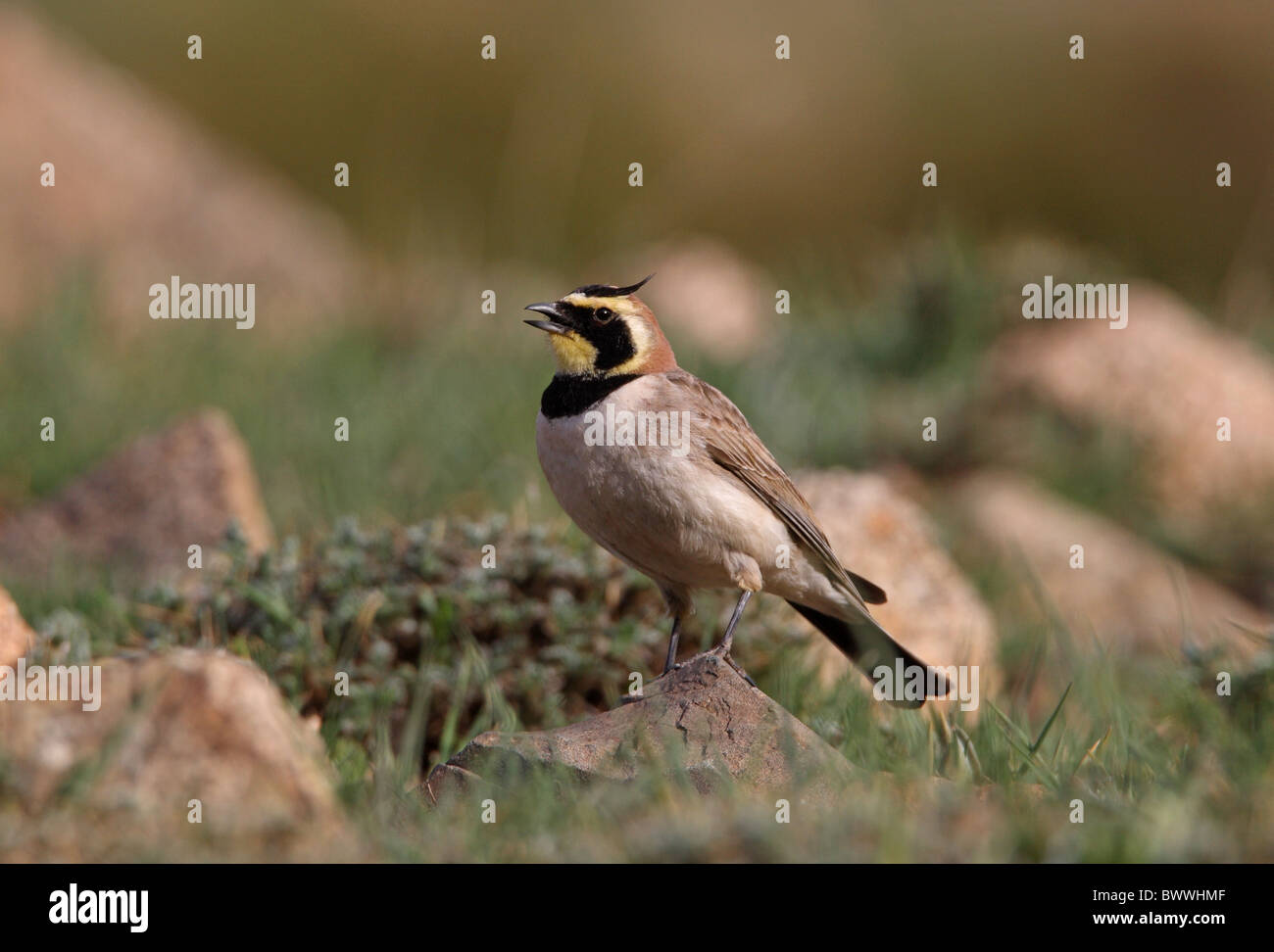 Shore Lark Eremophila alpestris Stock Photo
