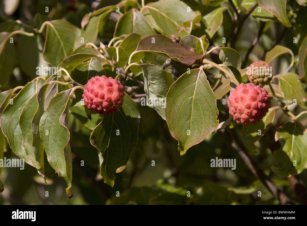 leaf and fruit of the Japanese cornal tree Stock Photo
