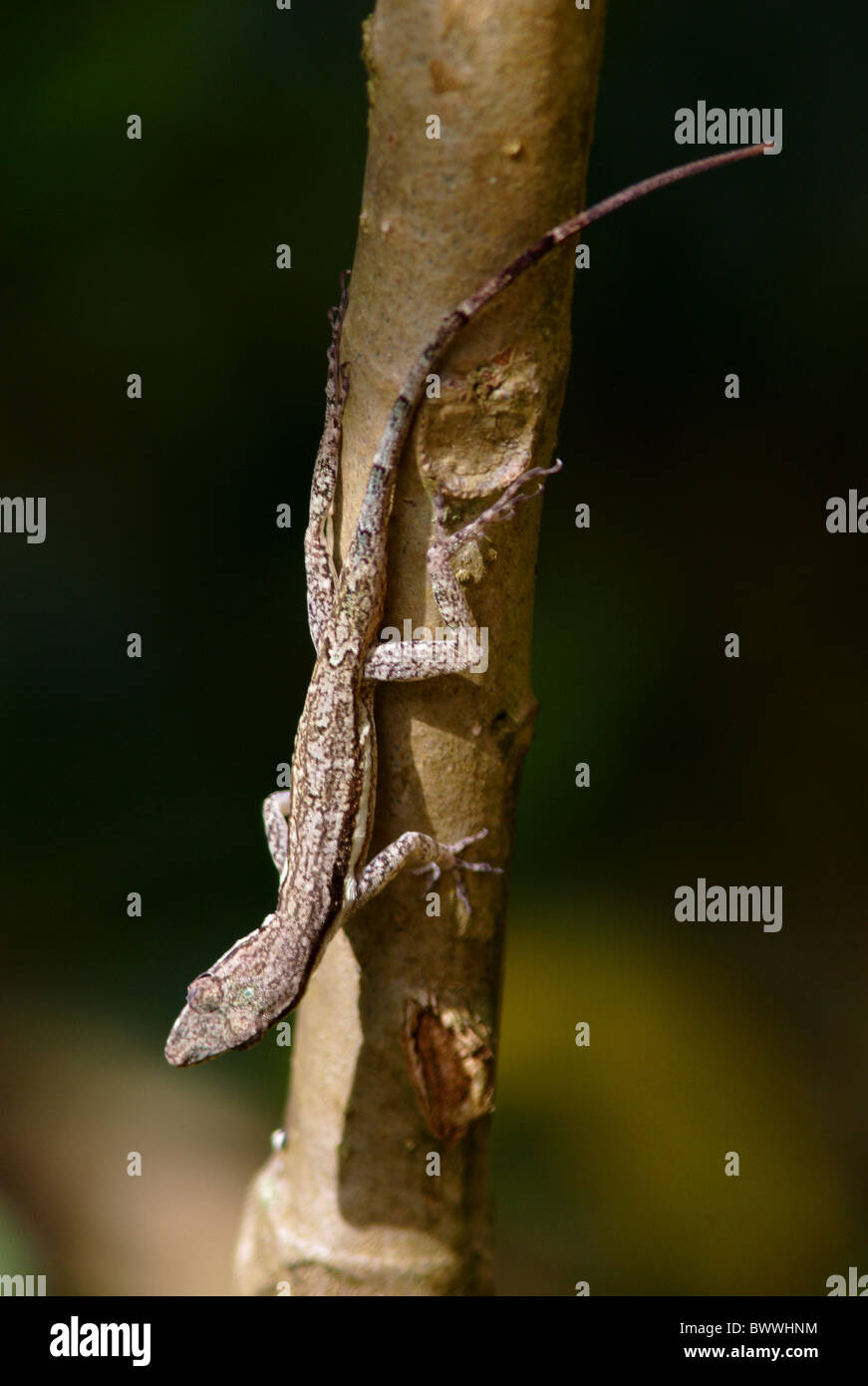 lizard lizards reptile reptiles animal animals "west indies" "west