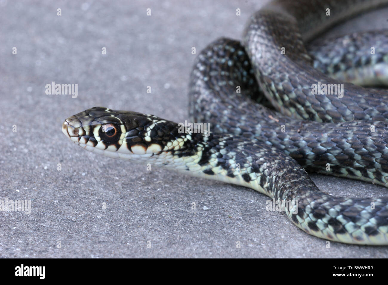 animal animals reptile reptiles snake snakes whipsnake whipsnakes "whip