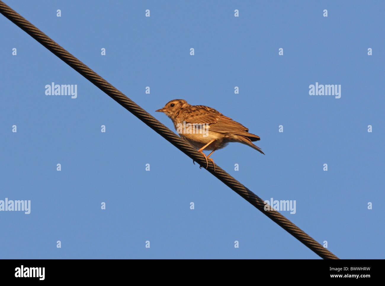 Woodlark (Lullula arborea pallida) adult, perched on powerline, Morocco, april Stock Photo