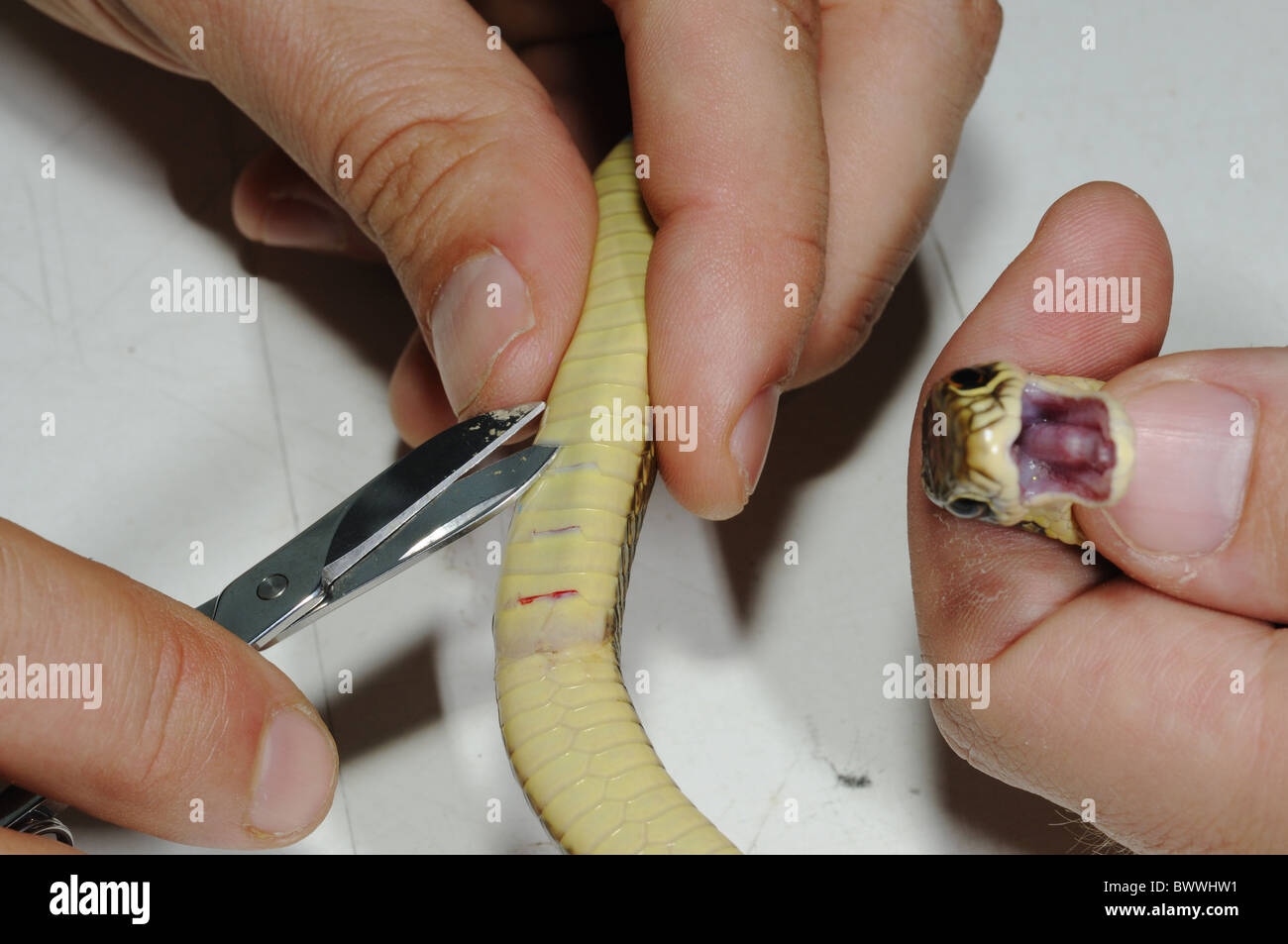 Western Whipsnake (Hierophis viridiflavus) adult, being marked by herpetologist cutting ventral scales, non-invasive Stock Photo