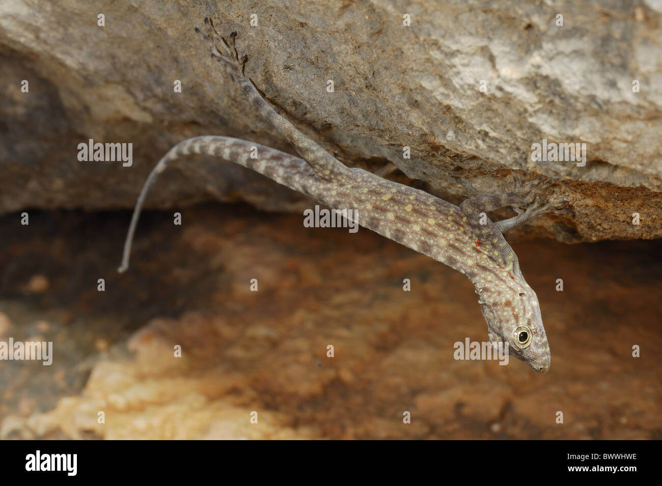 endemism gecko Invertebrates Pristurus insignis reptile Socotra Vertebrates Yemen animal animals reptile reptiles lizard Stock Photo
