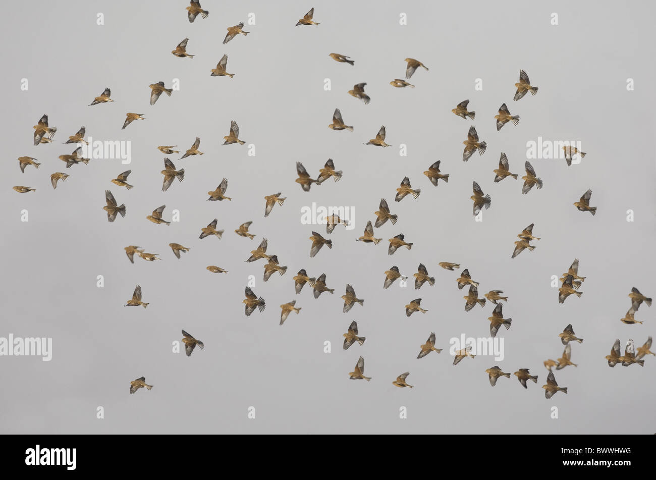 Eurasian Linnet (Carduelis cannabina) flock, in flight, Norfolk, England, winter Stock Photo