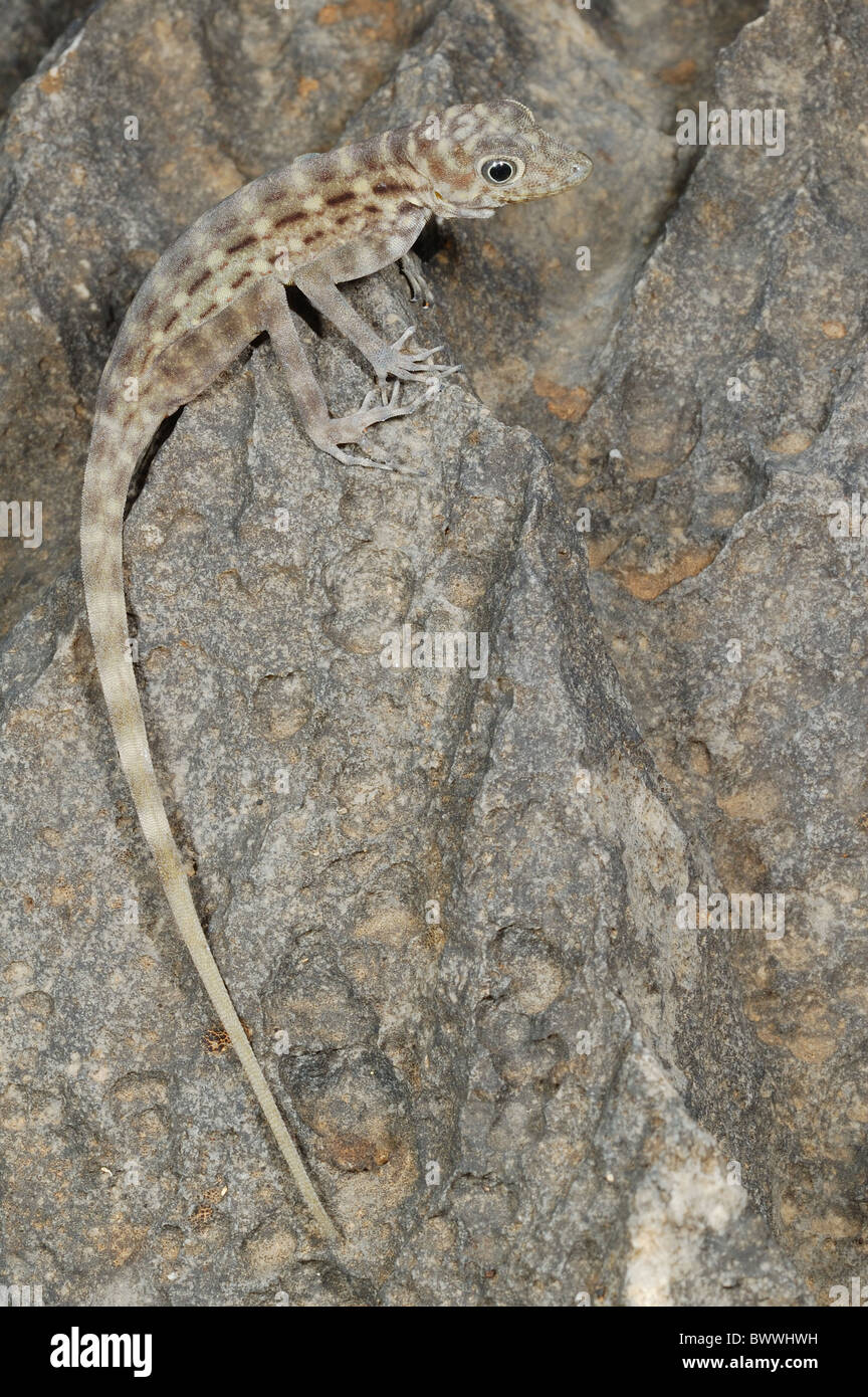 Pristurus insignis gecko endemic Socotra Yemen Vertebrates Reptiles animal animals reptile reptiles lizard lizards gecko geckos Stock Photo