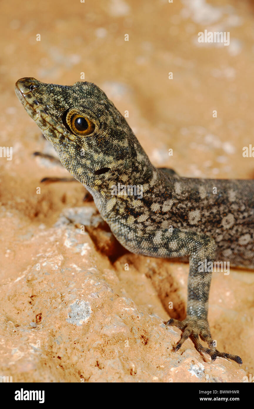 endemism gecko Invertebrates portrait Pristurus insignoides reptile Socotra Vertebrates Yemen animal animals reptile reptiles Stock Photo