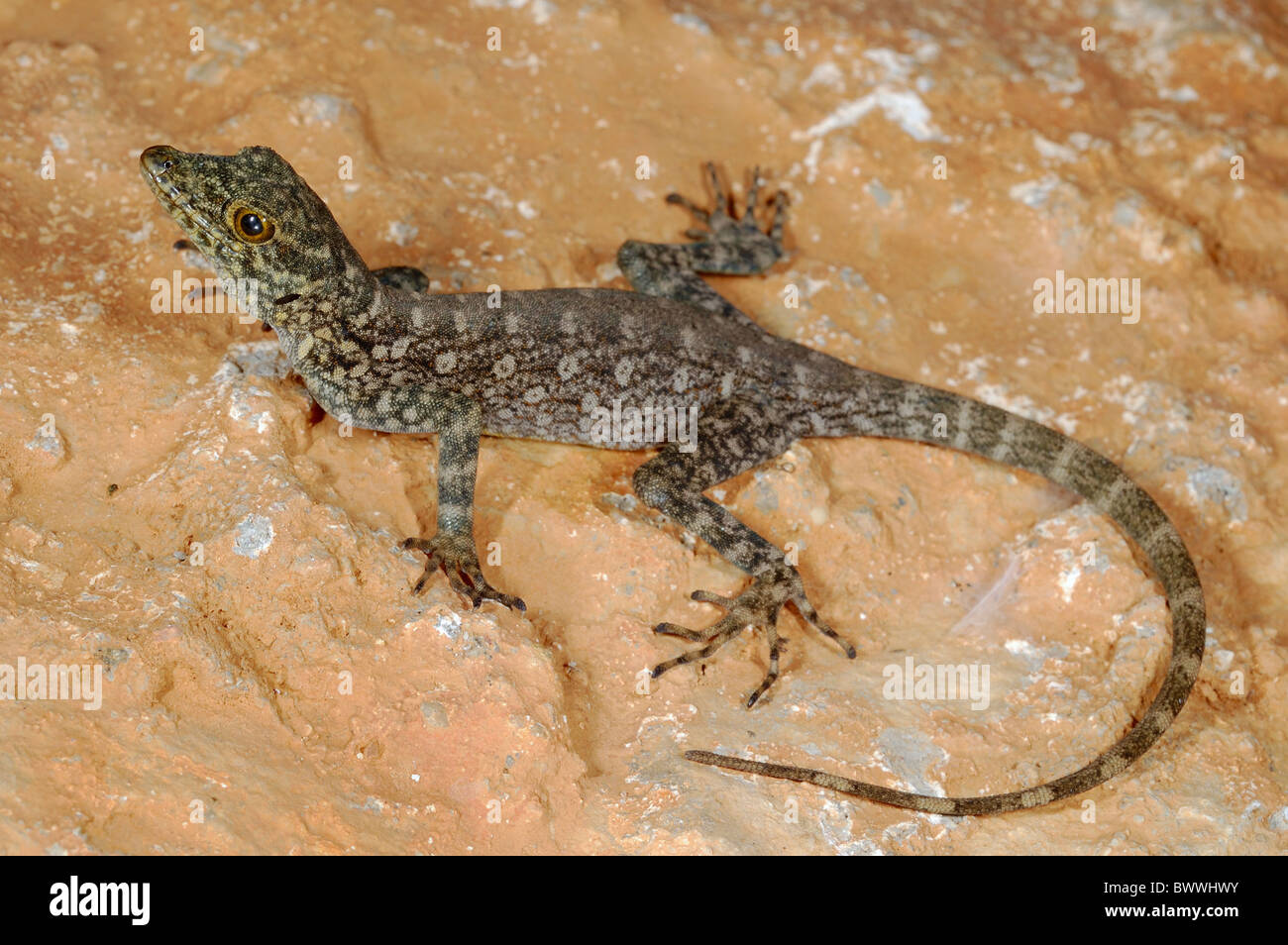 Pristurus insignoides gecko endemic Socotra Yemen Reptiles Vertebrates animal animals reptile reptiles lizard lizards gecko Stock Photo