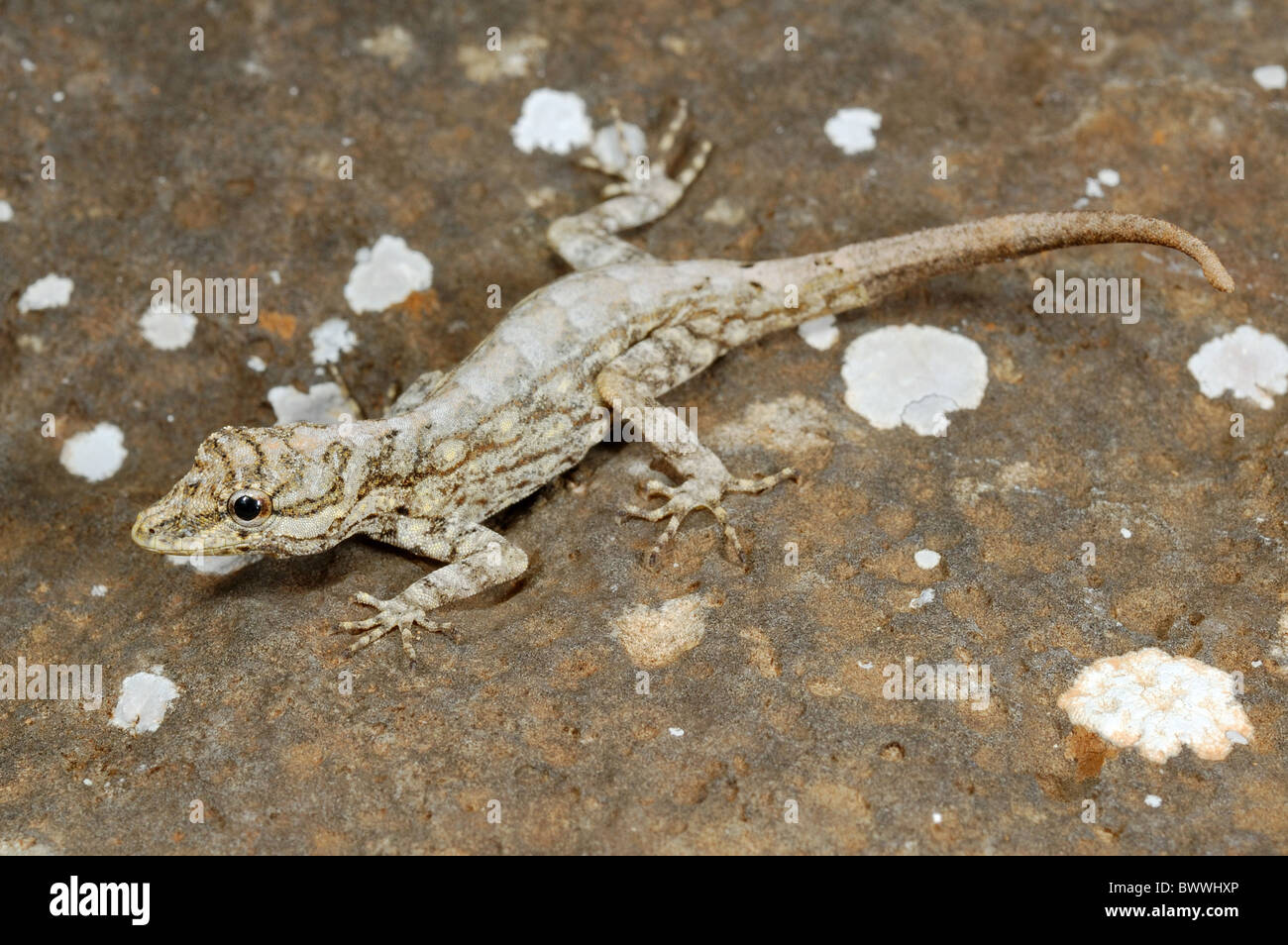 Pristurus guichardi gecko endemic Socotra Yemen Vertebrates Reptiles animal animals reptile reptiles lizard lizards gecko Stock Photo
