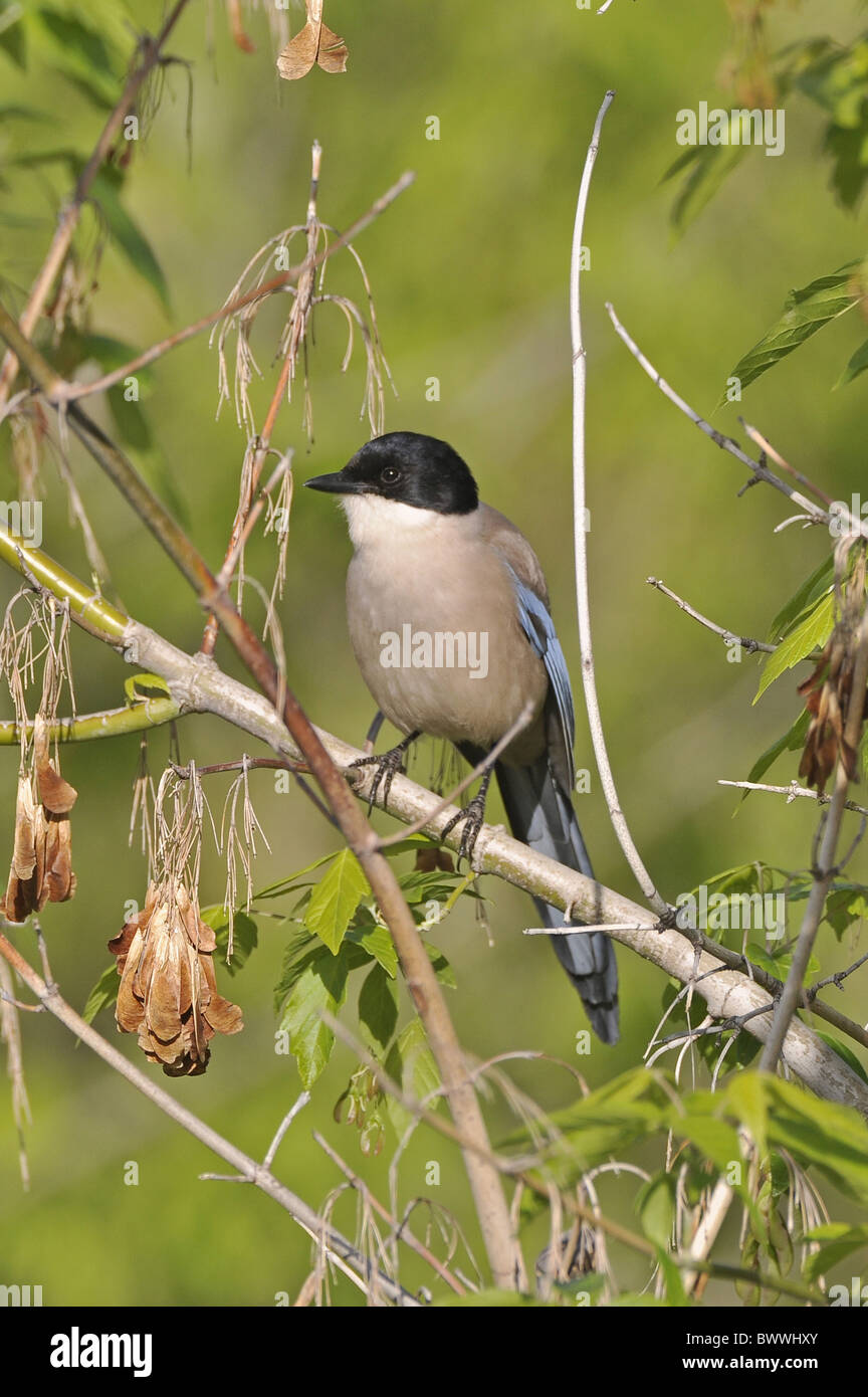 Azure-winged Magpie (Cyanopica cyana) adult, perched in tree, Monfrague, Extremadura, Spain, april Stock Photo