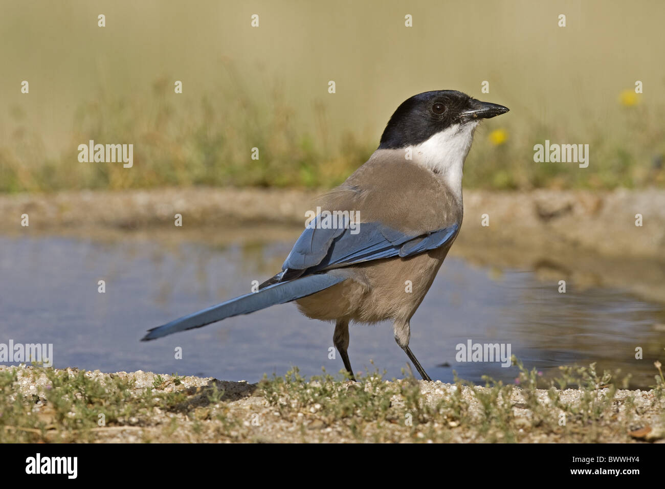 Azure-winged Magpie (Cyanopica cyana) adult, drinking at pool, Spain Stock Photo