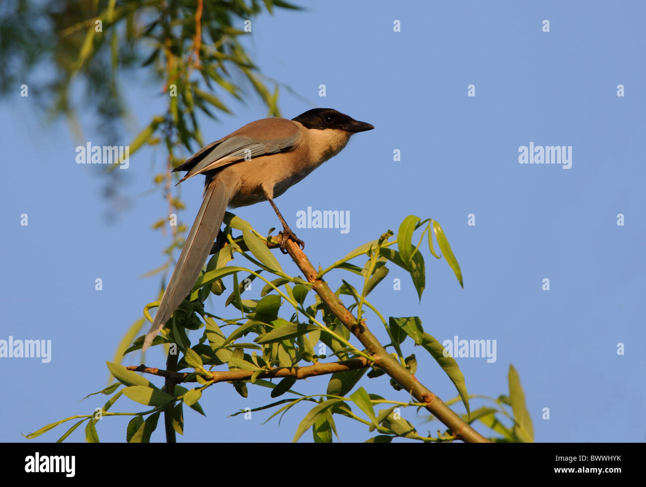 Azure-winged Magpie (Cyanopica cyana) adult, perched in tree, Beijing, China, may Stock Photo