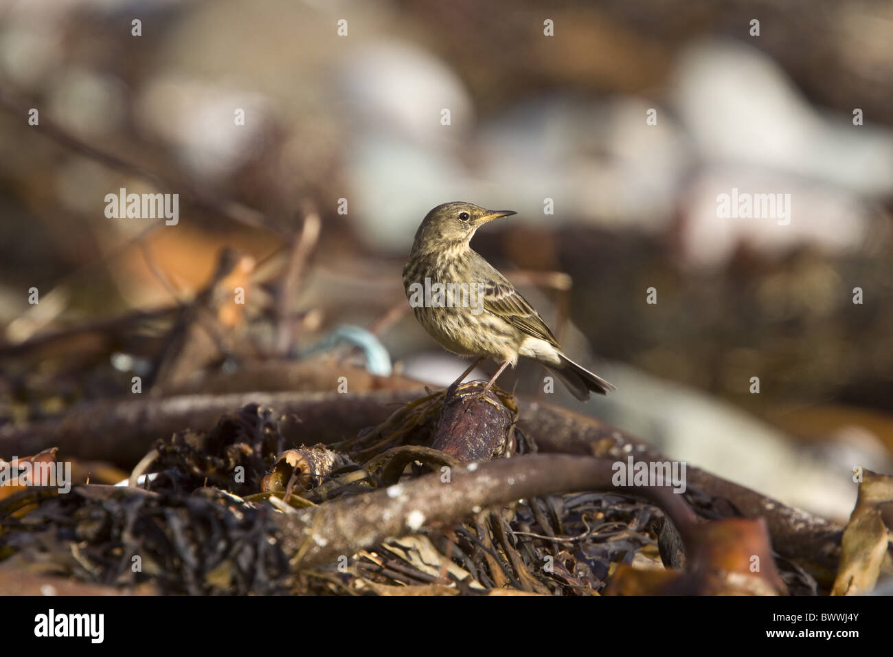 Example hi-res stock photography and images - Alamy