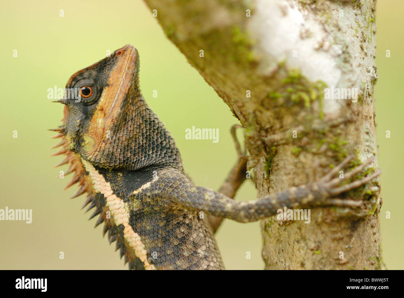 animal animals reptile reptiles lizard lizards agama agamas agamid agamids 'forest dragon' 'forest dragons' wildlife nature Stock Photo
