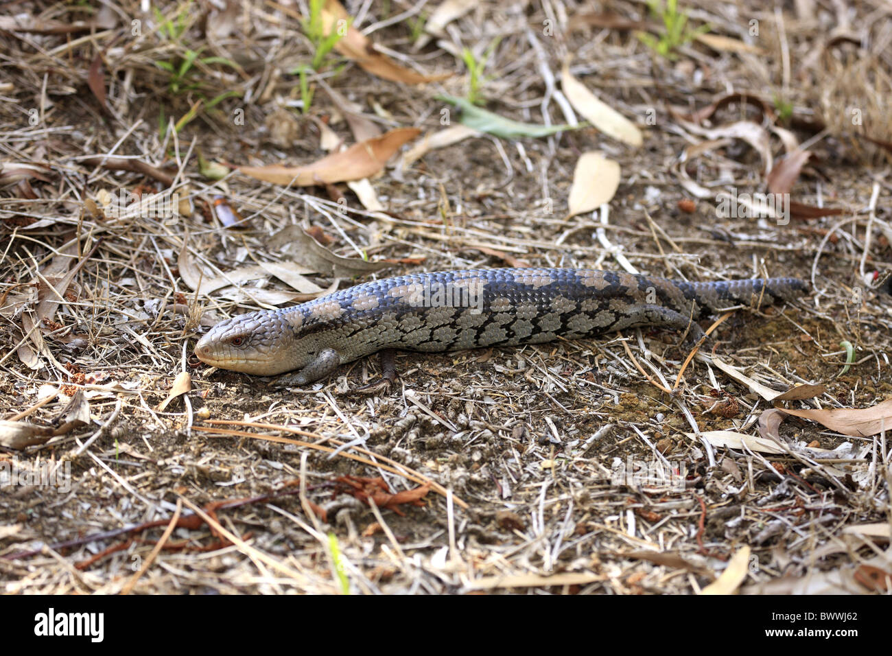 auf Boden - on ground skink skinks reptile reptiles lizard lizards animal animals wildlife nature australia australian Stock Photo