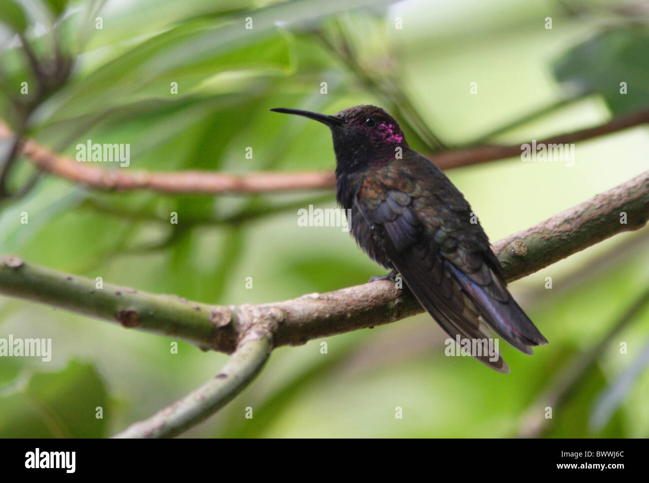 Jamaican Mango (Anthracothorax mango) adult male, perched on twig