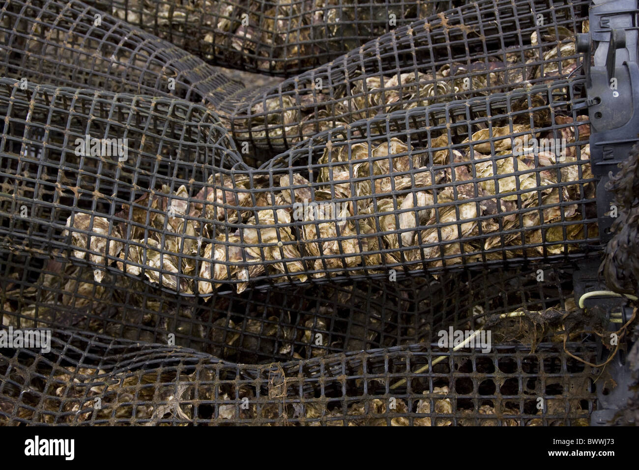 Oyster farming racks hi-res stock photography and images - Alamy
